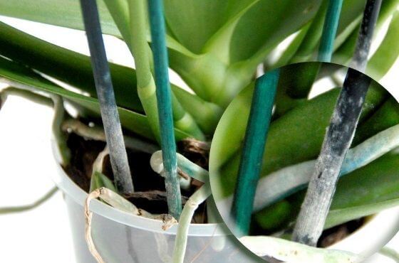 Podpórki do roślin: bambusowe, plastikowe i włókna