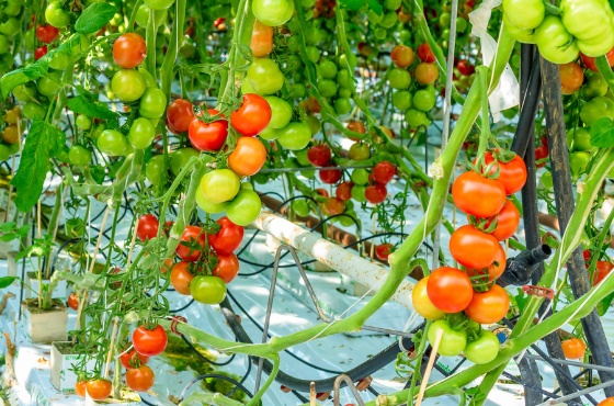 produkcja pomidorów