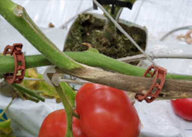 Szara pleśń pomidora - zwalczanie i zapobieganie 