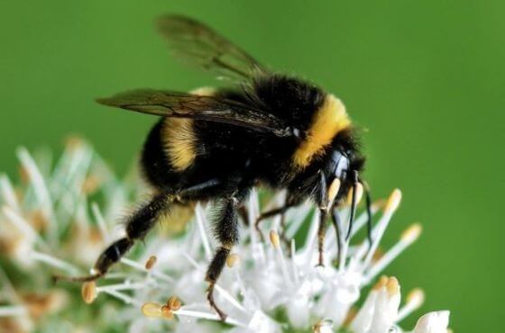 Trzmiele a pszczoły - naturalni zapylacze