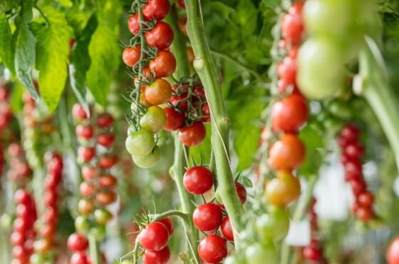 Uprawa pomidora pod osłonami