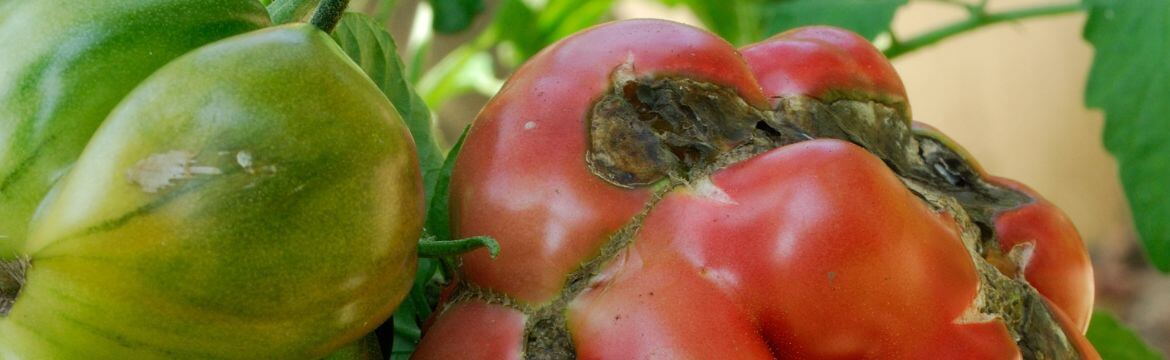 Alternarioza na pomidorze