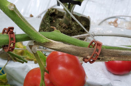 Szara pleśń na łodydze pomidora