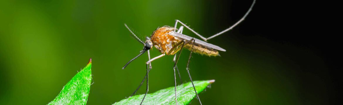 Zamgławianie na komary