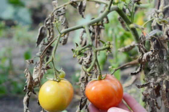 fuzarioza pomidor