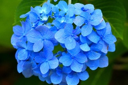 niebieska hortensja