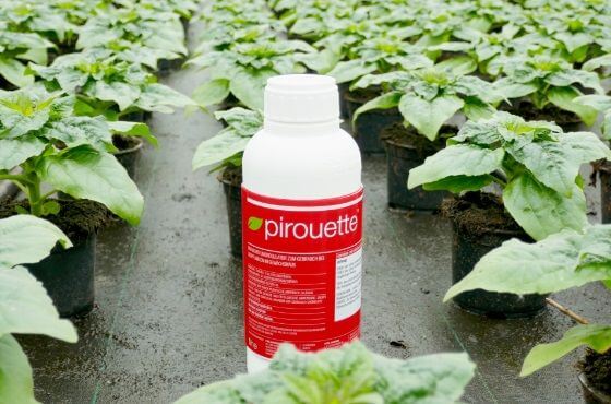 Paklobutrazol - skuteczna regulacja wzrostu roślin
