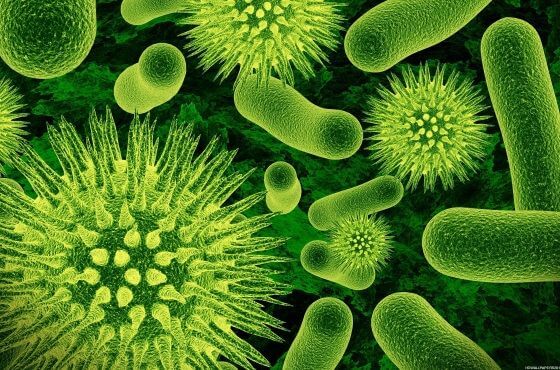 Jaka jest różnica między bakterią a wirusem?
