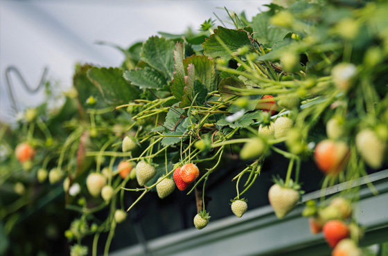 uprawa truskawek w pojemnikach