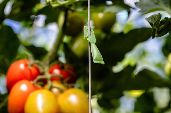 Skośnik pomidorowy (Tuta absoluta) - chroń uprawę przed szkodnikiem