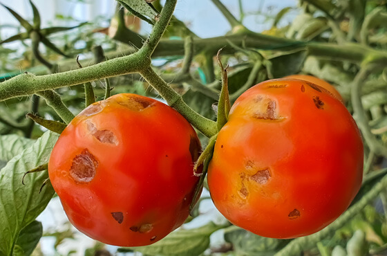 Zaraza ziemniaczana pomidora