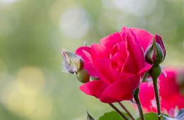 Mączniak prawdziwy róży na kwiatach