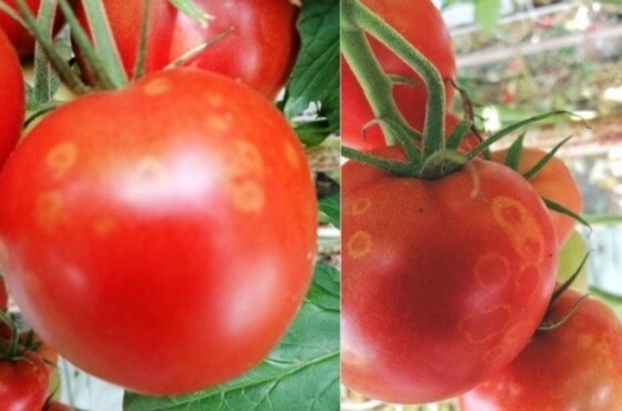 Szara pleśń pomidora