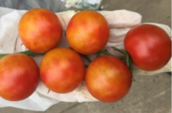 Wirus brunatnej wyboistości owoców pomidora 