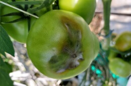 Zaraza ziemniaczana na owocu pomidora