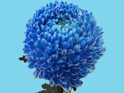 Barwnik kwiaciarski do zasysania niebieski 50g