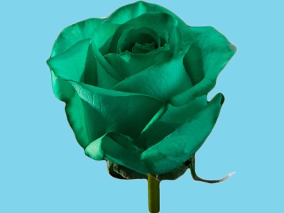 Barwnik kwiaciarski do zasysania zielony 50g