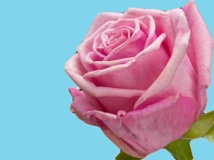 Barwnik kwiaciarski do zasysania różowy 50g