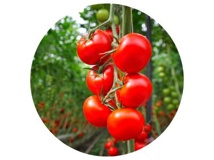 Diagnostyka chorób – pomidor
