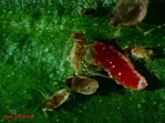 Aphidoletes aphidimyza but 1000os. (BI)