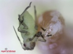 Aphidoletes aphidimyza butelka 1000 os. BI