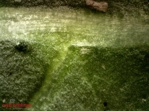 AMBLYCAcontrol (Neoseiulus californicus) saszetki 500 szt.