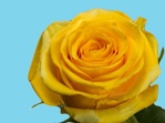Barwnik kwiaciarski do zasysania żółty 50g
