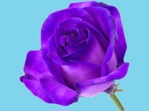 Barwnik kwiaciarski do zasysania purpura 50g