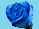 Barwnik kwiaciarski do zasysania c. niebieski 50g